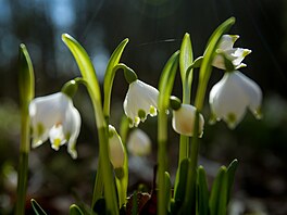 Bledule v Ostrolovském Újezdu u �eských Bud�jovic. (6. b�ezna 2026)
