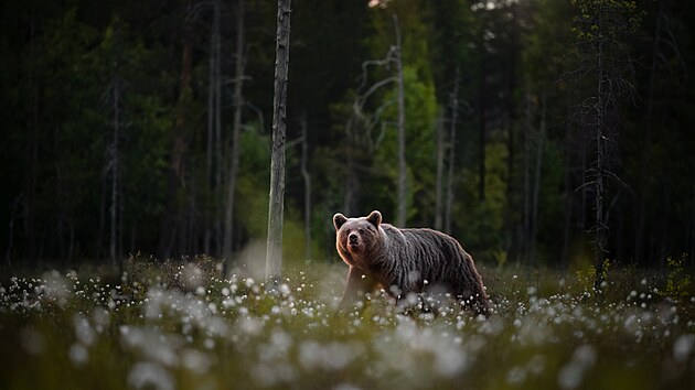 Petra Form�nkov� � Obr na obhl�dce
NOMINACE CZECH NATURE PHOTO 2026
kategorie Savci (voln� �ij�c�)