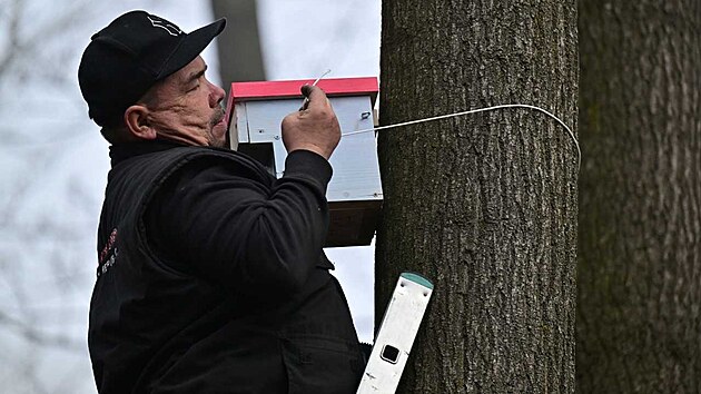 Pracovn�k Technick�ch slu�eb Karvin� p�ipravuje pta�� budku k instalaci do korun strom� v parku Bo�eny N�mcov�. Celkem jich d�ti z m�stn�ch �kol vyrobily 85. (4. b�ezen 2026)