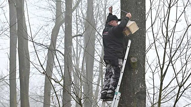 Pracovn�ci Technick�ch slu�eb Karvin� p�ipravuje pta�� budku k instalaci do korun strom� v parku Bo�eny N�mcov�. Celkem jich d�ti z m�stn�ch �kol vyrobily 85. (4. b�ezen 2026)