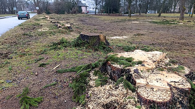 Psikiyatri hastanesinin yanındaki park dönüştürülecek, ağaçlar devrilecek