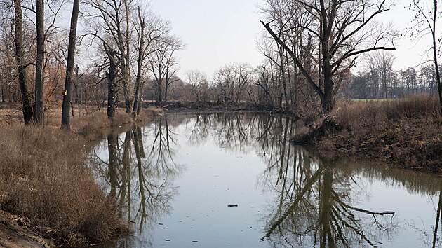 Obnoven� mrtv� rameno �eky Moravy v Nov�ch Sadech v Olomouci, kter� je od lo�sk�ho podzimu sou��st� protipovod�ov�ch �prav v t�to ��sti m�sta, se kv�li t�n� sn�hu a n�sledn�mu zv��en� hladiny zaplnilo vodou. (2. b�ezna 2026)