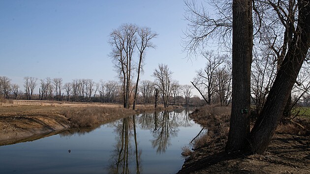 Obnoven� mrtv� rameno �eky Moravy v Nov�ch Sadech v Olomouci, kter� je od lo�sk�ho podzimu sou��st� protipovod�ov�ch �prav v t�to ��sti m�sta, se kv�li t�n� sn�hu a n�sledn�mu zv��en� hladiny zaplnilo vodou. (2. b�ezna 2026)