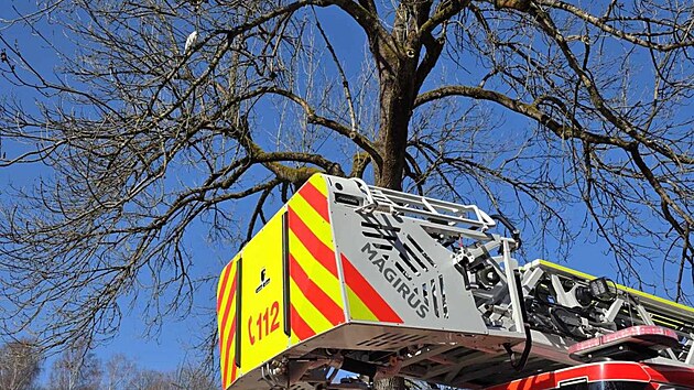 Ope�enec se uvelebil v korun� stromu, kde nehnut� sed�l.