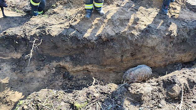 Na�tvan� jezevec se podle hasi�� p�esunul do jin� ��sti nory. (3. b�ezna 2026)