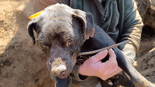 Zachr�n�n� Max si ze setk�n� s jezevcem v jeho no�e odnesl lehce poran�n� �um�k.  (3. b�ezna 2026)