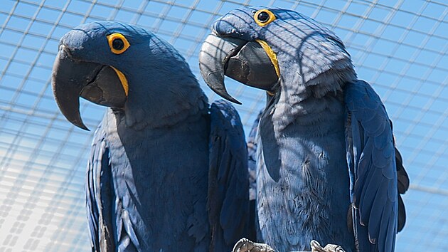 Z voli�ry ve Studnic�ch na Hlinecku ulet�l p�r vz�cn�ch papou�k� z rodu Anodorhynchus.