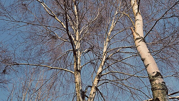 Samici ary hyacintov� se poda�ilo odchytit. (28. �nora 2026)