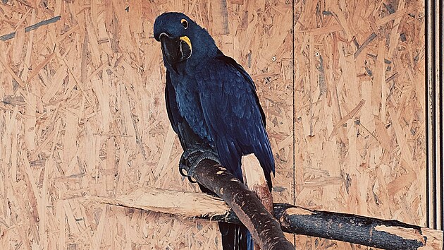 Samici ary hyacintov� se poda�ilo odchytit. (28. �nora 2026)