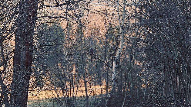 Samici ary hyacintov� se poda�ilo odchytit. (28. �nora 2026)