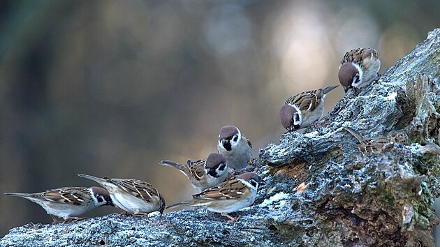 Co do po�tu zaznamenan�ch kus� vrabec poln� na Vyso�in� vede. Lid� t�chto ope�enc� p�i Pta�� hodince nahl�sili bezm�la deset tis�c.