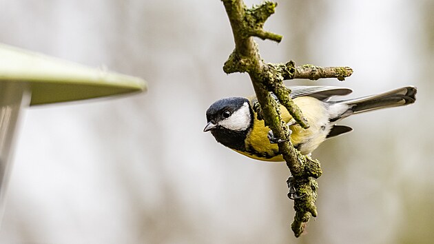 S�koru ko�adru ��astn�ci v kraji pozorovali v bezm�la devades�ti procentech p��pad�.