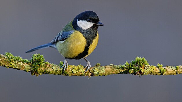 S�koru ko�adru ��astn�ci v kraji pozorovali v bezm�la devades�ti procentech p��pad�.