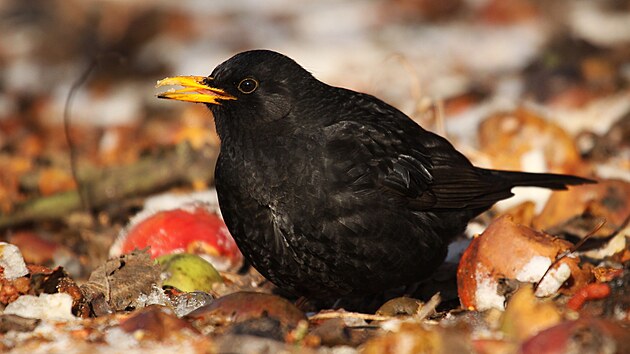 V�razn� �ast�ji ne� v p�ede�l�m ro�n�ku Pta�� hodinky zaznamen�vali lid� kosy �ern�. Ti v po�ad� sesadili i p�vodn� druh� s�kory mod�inky.