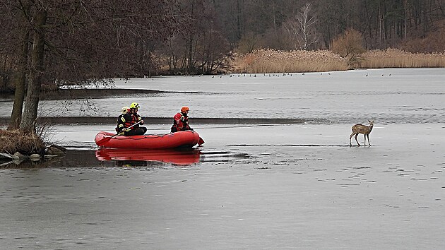 Z�chrana srnce uv�zn�n�ho na taj�c�m ledu uprost�ed rybn�ka v N�ram�i na T�eb��sku (1. b�ezna 2026)