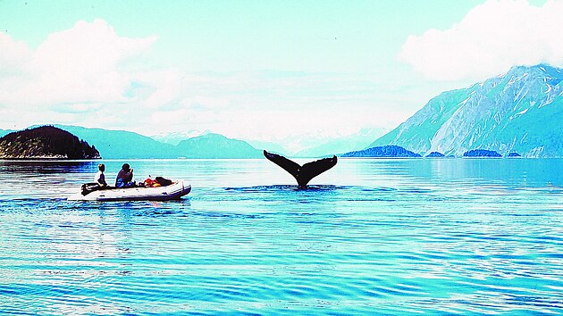 Glacier Bay, nejv�t�� ledovcov� z�toka Alja�ky, a plejtv�k obrovsk�