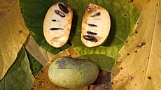 Paw Paw (Asimina triloba) v �ezu. Mno�ství jader se li�í podle odr�dy.
