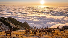 Jan Pokluda � Magické ráno NOMINACE CZECH NATURE PHOTO 2026 kategorie Savci...