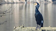 Kormoráni �kodili v zimní sezon� ve velkém na �ekách v Olomouckém kraji....