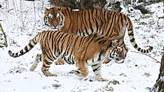 Pár tygr� ussurijských ve výb�hu hodonínské zoo. Samice Raja je na archivním...