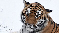 Samice tygra ussurijského Raja z hodonínské zoo se do�ila i na podmínky v...