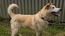 Max, k�í�enec labradora s ridgebackem. (3. b�ezna 2026)