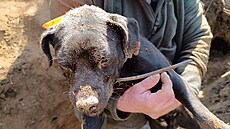 Zachrán�ný Max si ze setkání s jezevcem v jeho no�e odnesl lehce poran�ný...