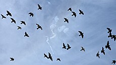 Kou� ze zachycených íránských raket na nebi v katarském Dauhá (5. b�ezna 2026)