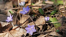 Fialové jaterníky (na snímku), ale t�eba také b�lostné sn�enky, lze nyní...