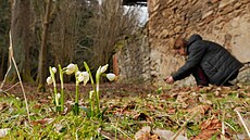 Teplé a slunné po�así vyhnalo ze zem� chrán�né bledule jarní. By� jejich sezona...
