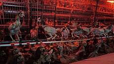 Chov slepic v nevyhovujících podmínkách v Ivan�icích.