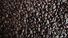 Kávová zrna v sídle Sdru�ení ekologických producent� Planadas (ASOPEP) v...