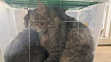 U domu v �umperku n�kdo nechal plastový box, uvnit� kterého byly zav�ené t�i...