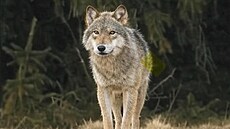 Vlk z ji�ní sme�ky v Orlických horách