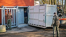 Z Magdeburgu do dvorského Safari Parku dorazila nová samice kriticky ohro�eného...