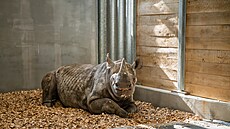 V královédvorském Safari Parku se zabydluje 2,5letá samice nosoro�ce dvourohého...