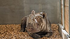 V královédvorském Safari Parku se zabydluje 2,5letá samice nosoro�ce dvourohého...