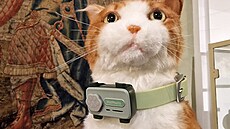 GlocalMe PetCam/PetPhone