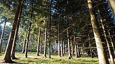 PJ 5235, prodávající A�ské lesy � JPRL 2A10 