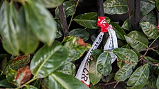 Neudr�ovaná vila v Blanické ulici v Olomouci nedaleko nádra�í se stala místem...