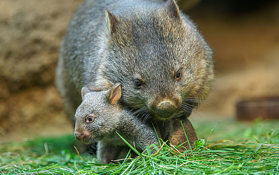 Zoo Praha, vombatí mlád�, vak, b�ezen 2026