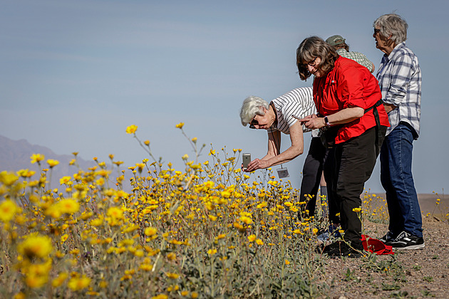 „Zázrak“ v poušti. Údolí smrti ožilo, po letech ho pokryl koberec květů
