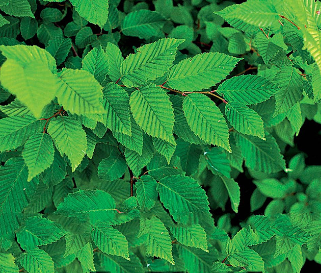 Keltský horoskop vám odhalí, který strom nejlépe odráží vaši osobnost i osud