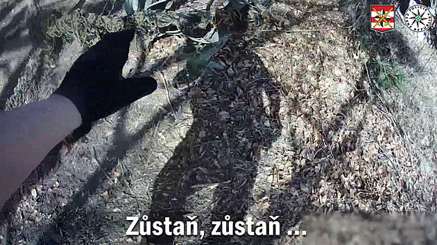 VIDEO: Jelen se v lese zamotal do maskovací sítě, zachránil ho policista