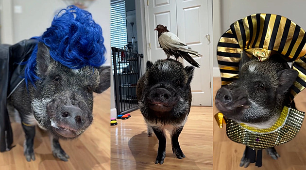 Chytré prase Merlin je hvězdou Instagramu. Umí totiž odpovídat na otázky