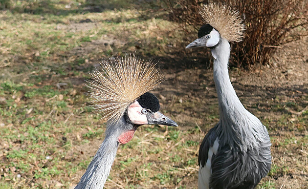 Zoo Hodonín má nový ptačí pár. Jeřáb královský v přírodě vymírá kvůli znečištění