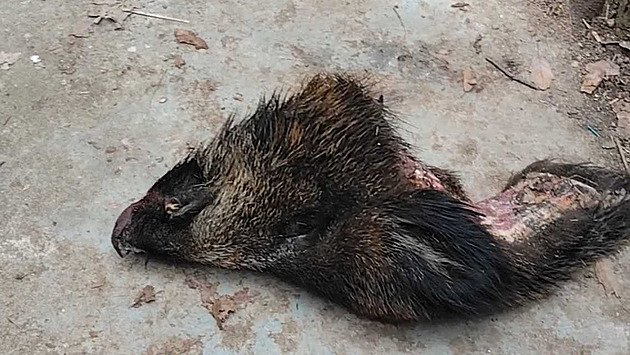 VIDEO: Rozplétá korupci v Pražských službách. Teď našel na pozemku kančí hlavu