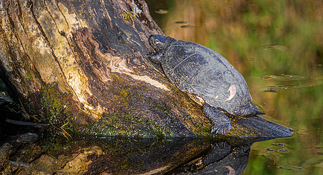 Jaro 2026 v Zoo Praha. Syslové vylezli z nor, želvy dohybernovaly, šelmy řádí