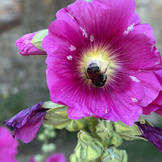 Pražský hrad jako unikátní divočina, vědci našli v zahradách i dosud neznámý druh