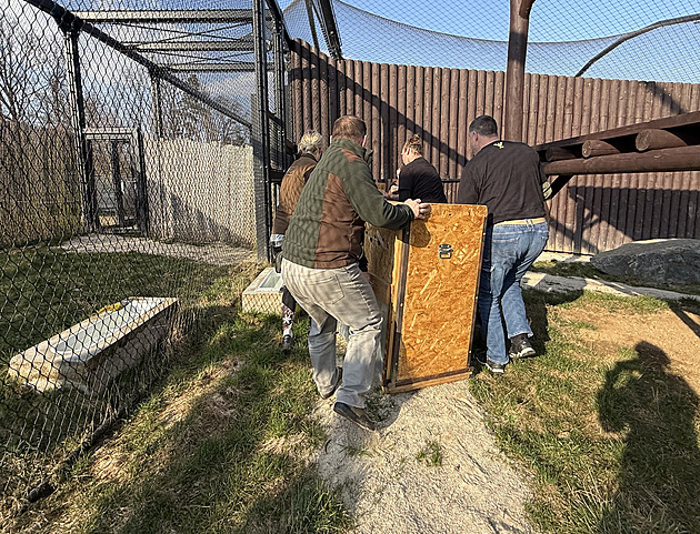 Puma z nelegálního chovu se zabydluje v Táboře, lvy přijala zlínská zoo